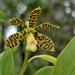Dollar Orchid - Photo (c) Nate Martineau, some rights reserved (CC BY-NC), uploaded by Nate Martineau