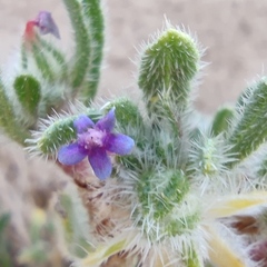 Anchusa aggregata
