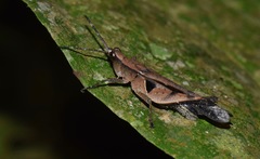 Xiphiola cyanoptera
