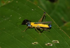 Eumastax