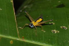 Eumastax