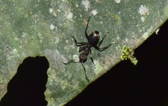 Dolichoderus bidens