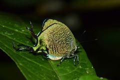 Arcas imperialis