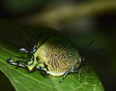 Arcas imperialis