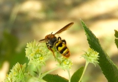 Xanthocampsomeris completa