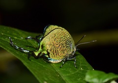 Arcas imperialis