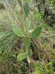 Opuntia keyensis
