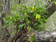 Prosthechea boothiana