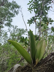Trichocentrum undulatum