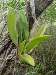 Trichocentrum undulatum