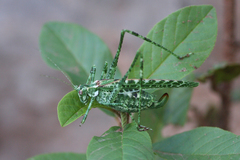 Insara tessellata