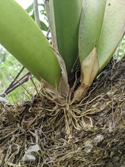 Trichocentrum undulatum