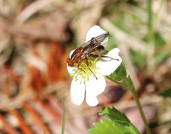 Hammerschmidtia rufa