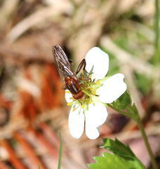 Hammerschmidtia rufa