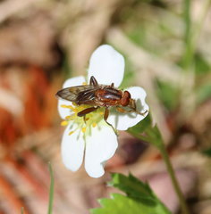 Hammerschmidtia rufa