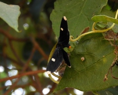 Melanchroia vazquezae