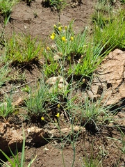 Eriospermum abyssinicum