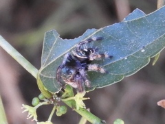 Phidippus maddisoni