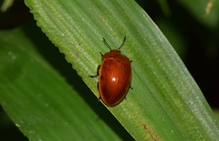 Iphiclus lateripunctatus