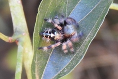 Phidippus maddisoni