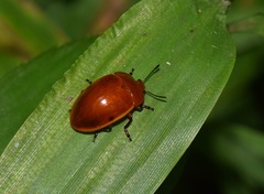 Iphiclus lateripunctatus