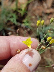 Eriospermum abyssinicum