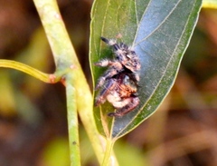Phidippus maddisoni