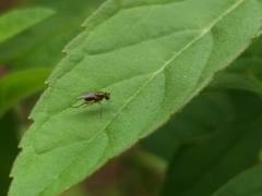 Brachycera