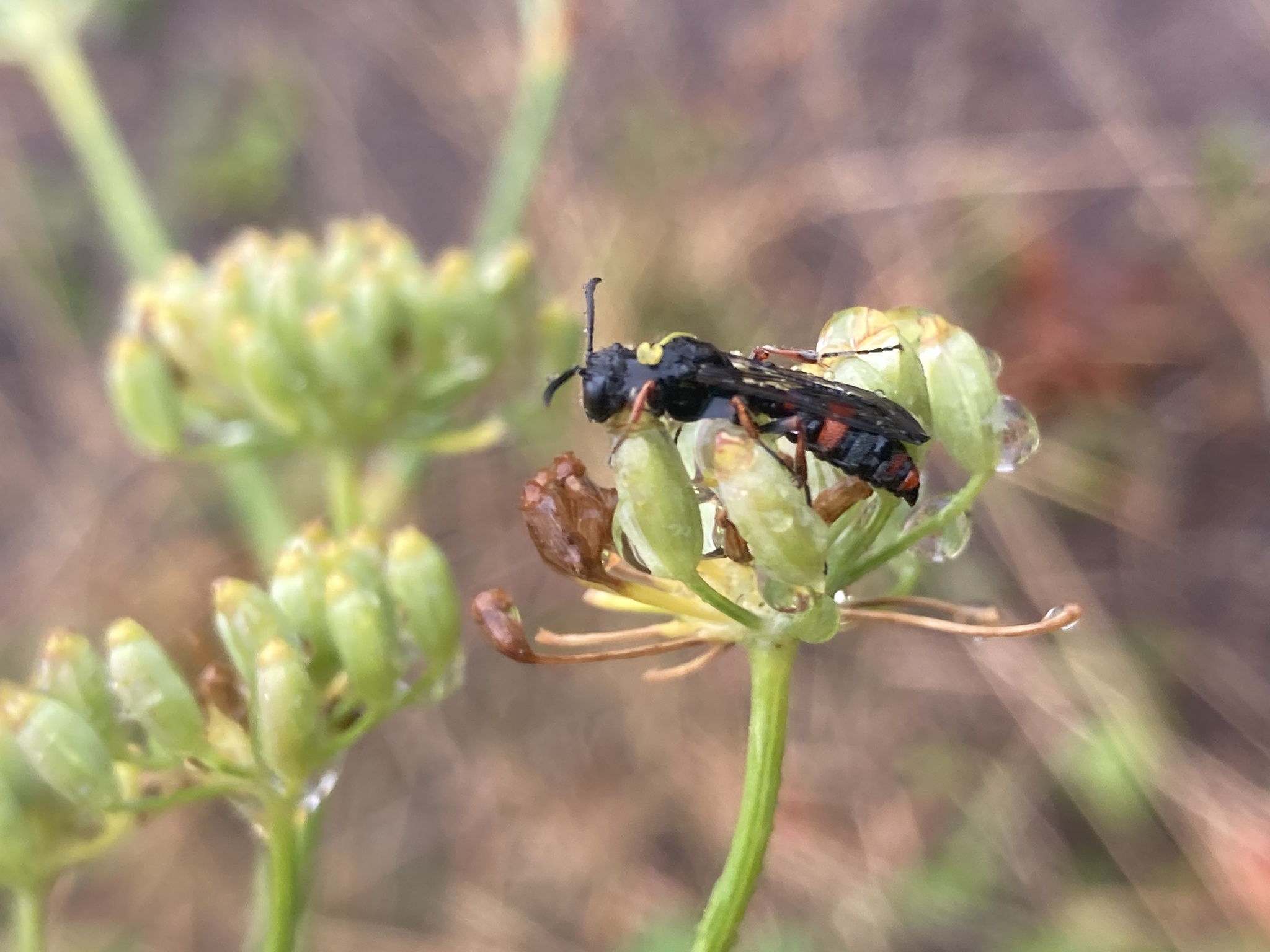 Cerceris concinna