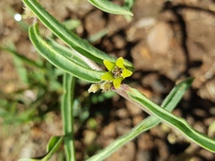 Raphionacme velutina
