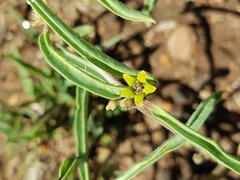 Raphionacme velutina