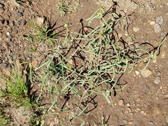 Raphionacme velutina