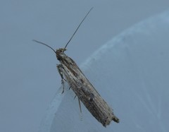 Helcystogramma phryganitis