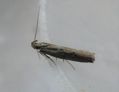Helcystogramma phryganitis