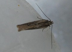 Helcystogramma phryganitis