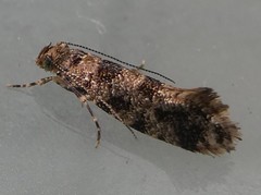 Parochmastis hilderi