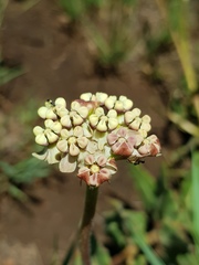 Asclepias fallax