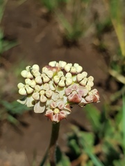 Asclepias fallax