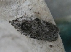 Phaeosaces compsotypa