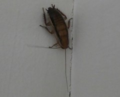 Drymaplaneta heydeniana