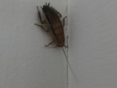 Drymaplaneta heydeniana