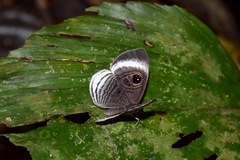 Riodininae