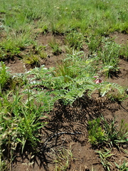 Indigofera oxytropis