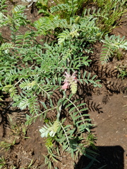 Indigofera oxytropis