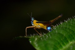 Eumastax