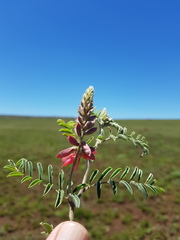 Indigofera oxytropis
