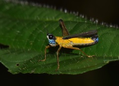 Eumastax