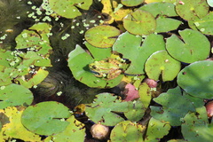 Pelophylax perezi