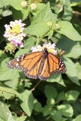 Danaus plexippus