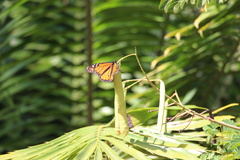 Danaus plexippus